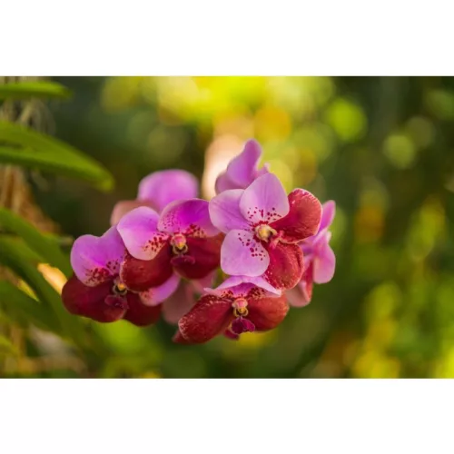 Sigma 50mm f/1.4 DG DN Art (Sony E)