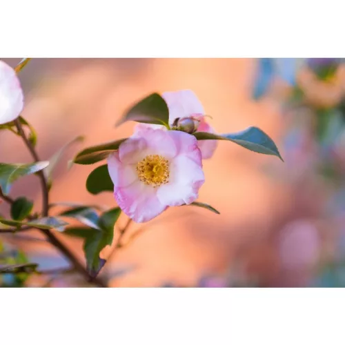 Sigma 50mm f/1.4 DG DN Art (Sony E)