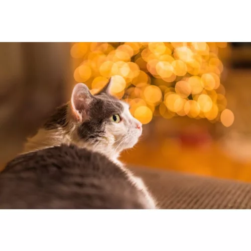 Sigma 50mm f/1.4 DG DN Art (Sony E)