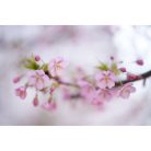 Sigma 50mm f/1.2 DG DN Art (Sony E)