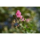 Nikon Z 40mm f/2 (SE)