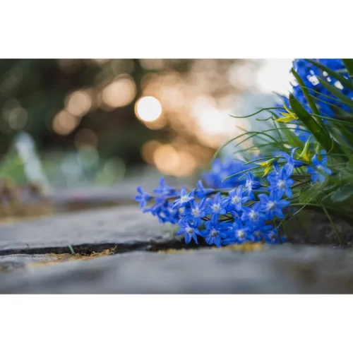 Nikon Z MC 50mm f/2.8  (5 év garanciával)
