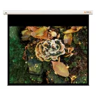 FunScreen Premium Plus SB Motor, 157 x 213 cm vászonméret, 4:3 képarány, Motoros 