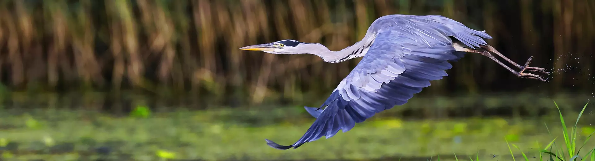 Naplás-tavi természet- és madárfotózás akciókkal